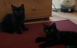 Mixed Breed cats for sale: 3 Kittens ready ASAP  - Image 16