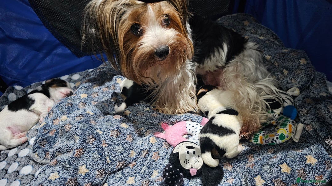 Yorkshire Terrier dogs for sale: 3 boys biewer yorkshire terrier with IHR Pedigree - Advert 1