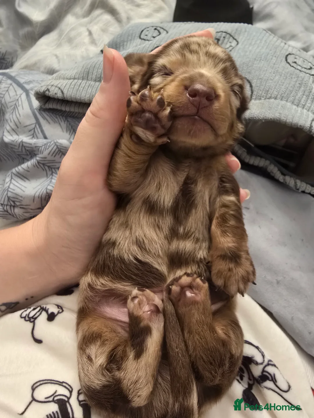 Miniature Dachshund dogs for sale: READY NOW 1 female dapple mini dachshund - Advert 26