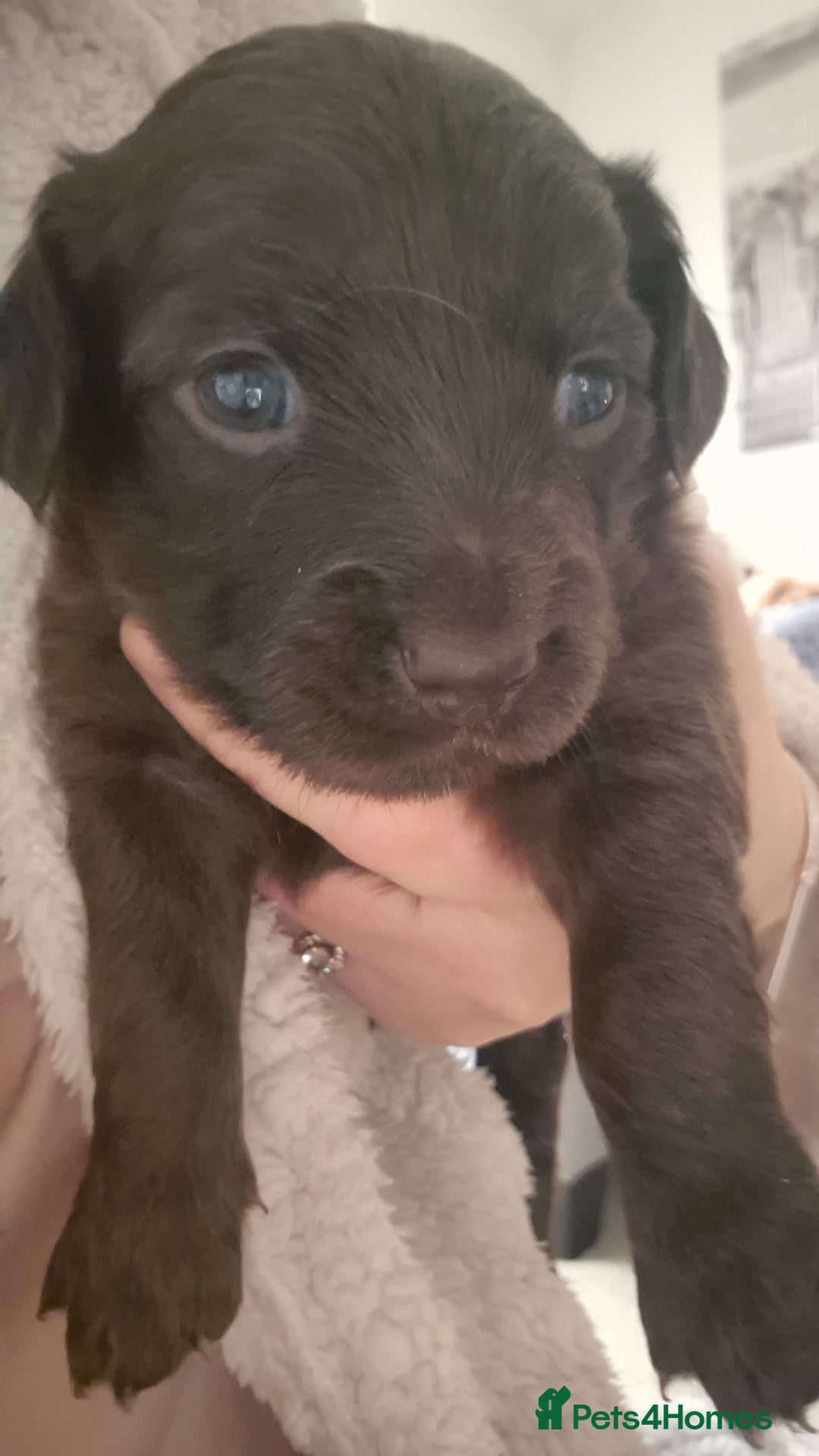 Mixed Breed dogs for sale: 2 males puppies  - Advert 3