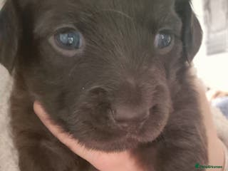 Mixed Breed dogs 1 male puppy - Advert 6