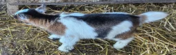 Goats livestock for sale: 2 female baby pygmy goats - Advert 6