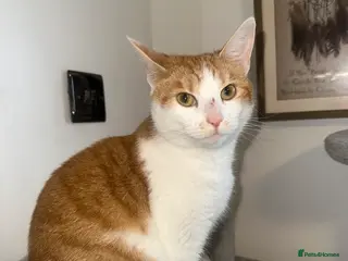 Mixed Breed cats 2 female cats need rehoming - Advert 1