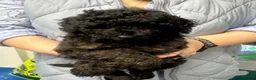 Cavapoo dogs for sale: Adorable Cavapoo Puppies Looking for Loving Homes in Manchester - Advert 2