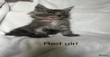 Maine Coon cats - Advert 1
