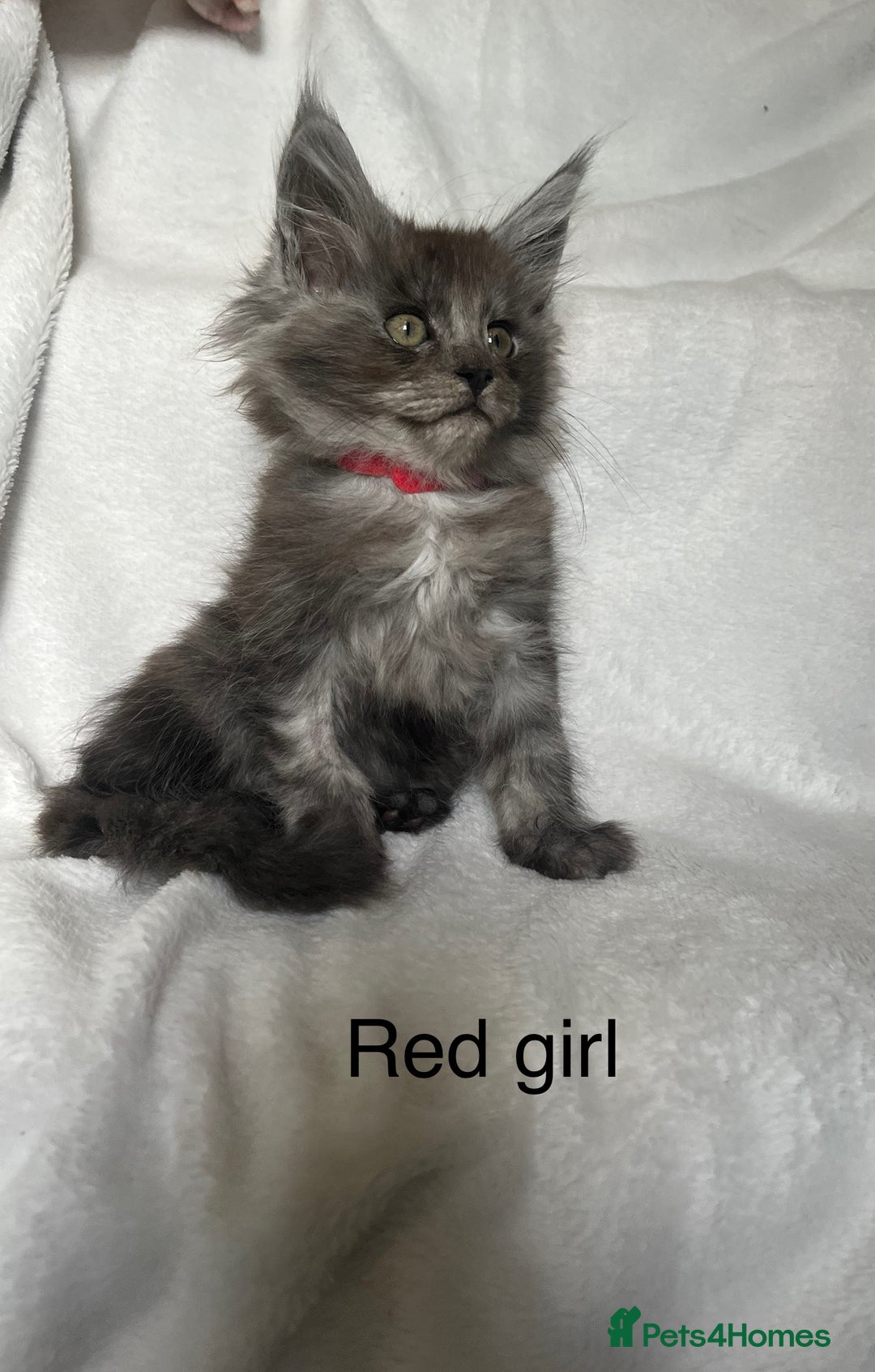 Maine Coon cats for sale: Stunning Maincoon kittens - Image 7
