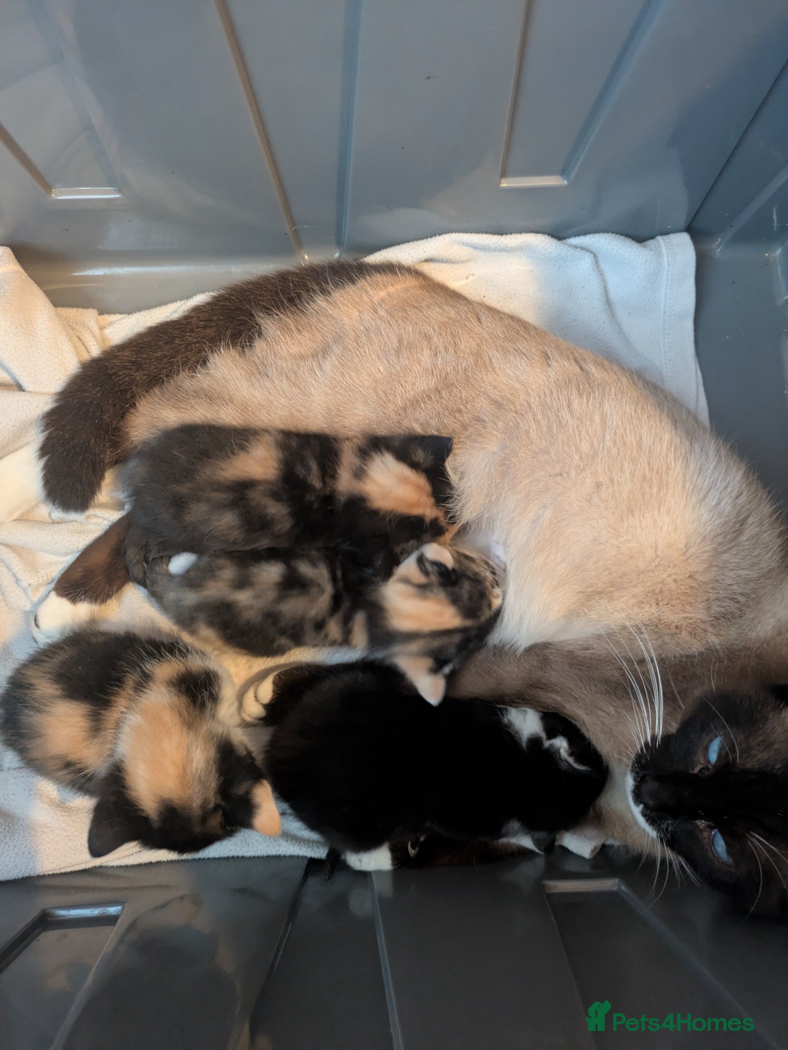 Burmese cats Tortoiseshell pretty burmese cross kittens  - Advert 3