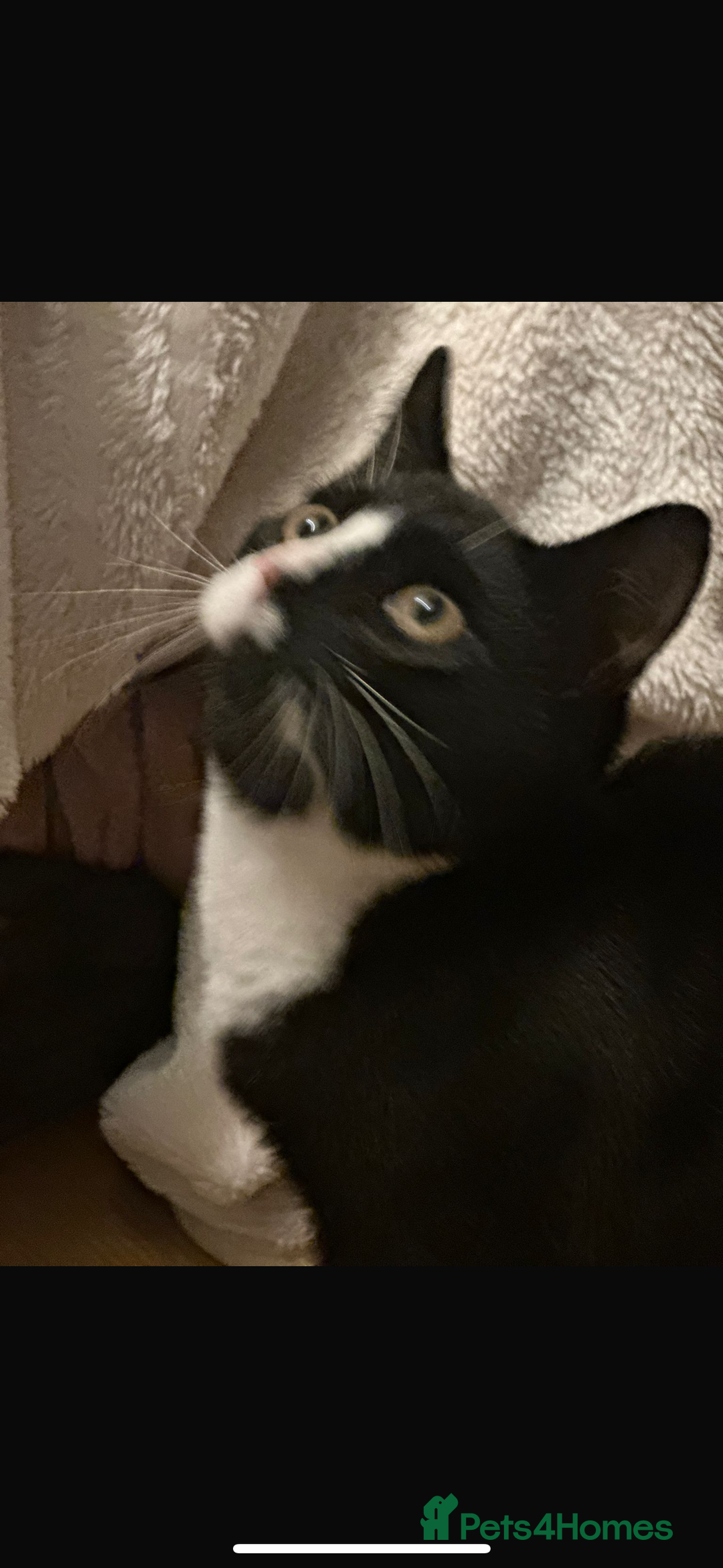 Domestic Shorthair cats for sale: Rescue cats- 20 in total rescued  - Advert 19