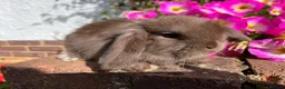 Mini Lop rabbits for sale: 6 mini lop babies RTL 10th September - Advert 19