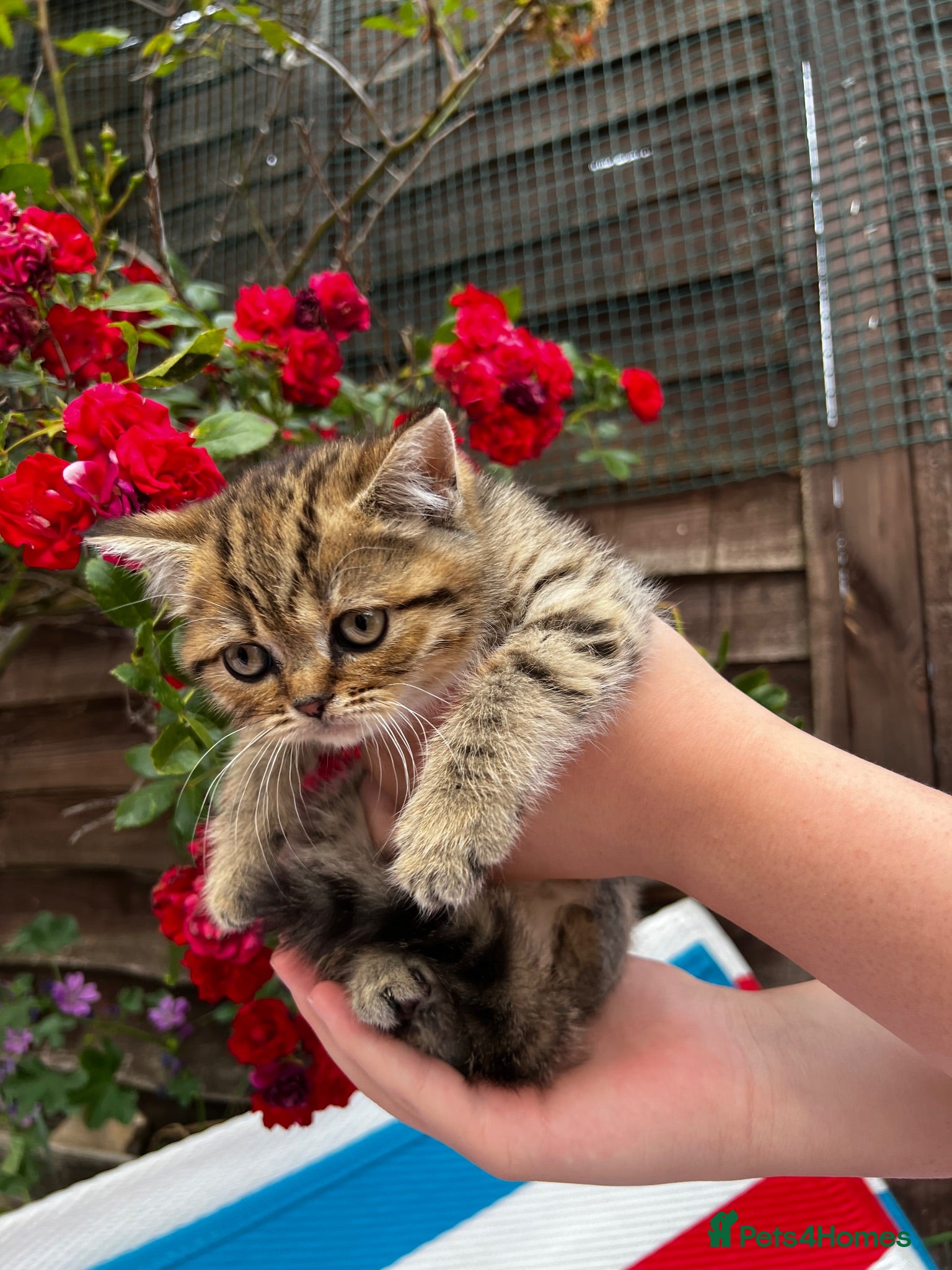 Scottish Fold cats 🥰Purebred Scottish straight looking for a home 🐾 - Advert 15