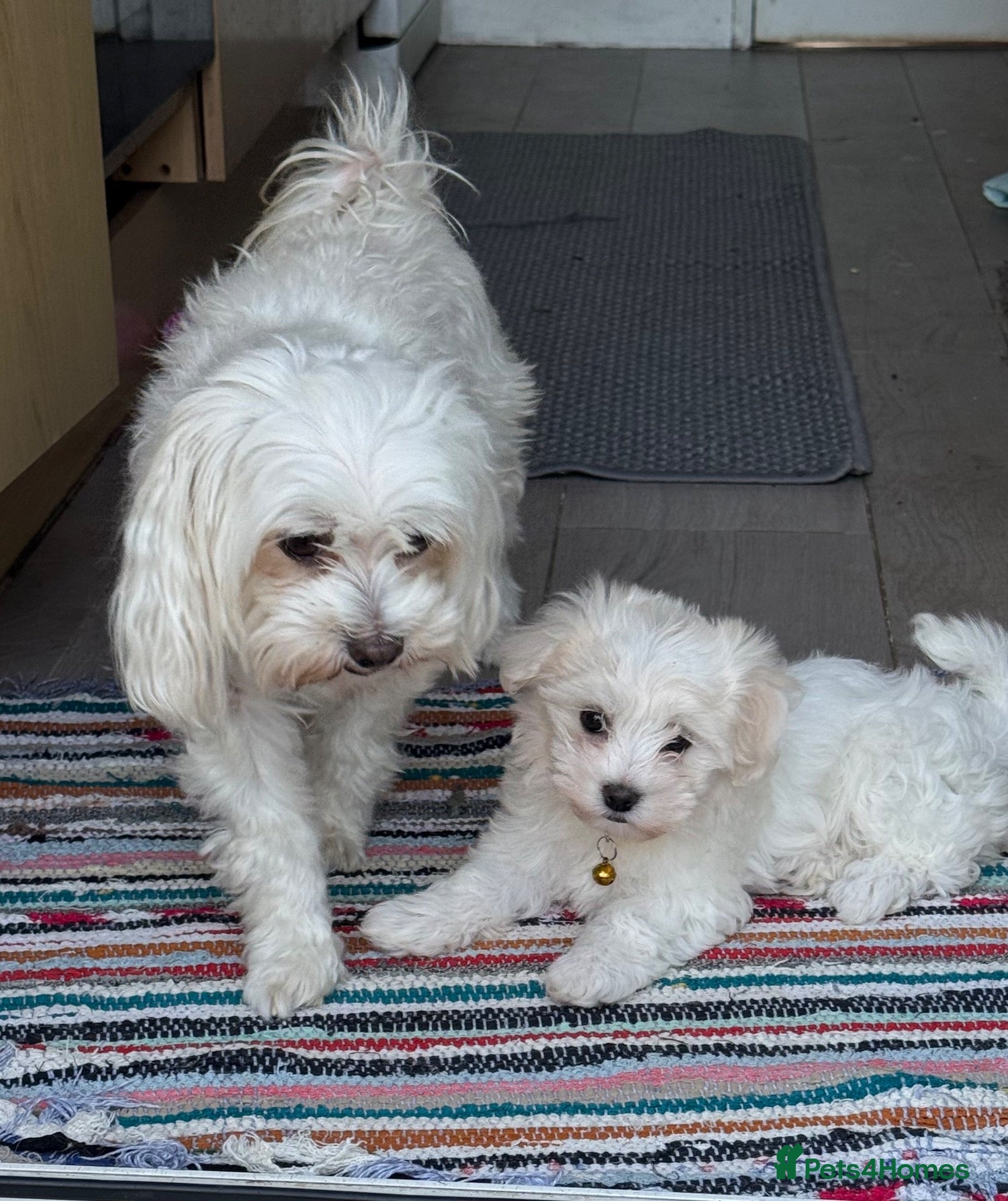 Maltese dogs My little girl - Advert 1