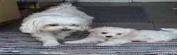 Maltese dogs for sale: My little girl - Advert 1