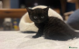 British Shorthair cats for sale: Black BSH x kittens  - Image 8