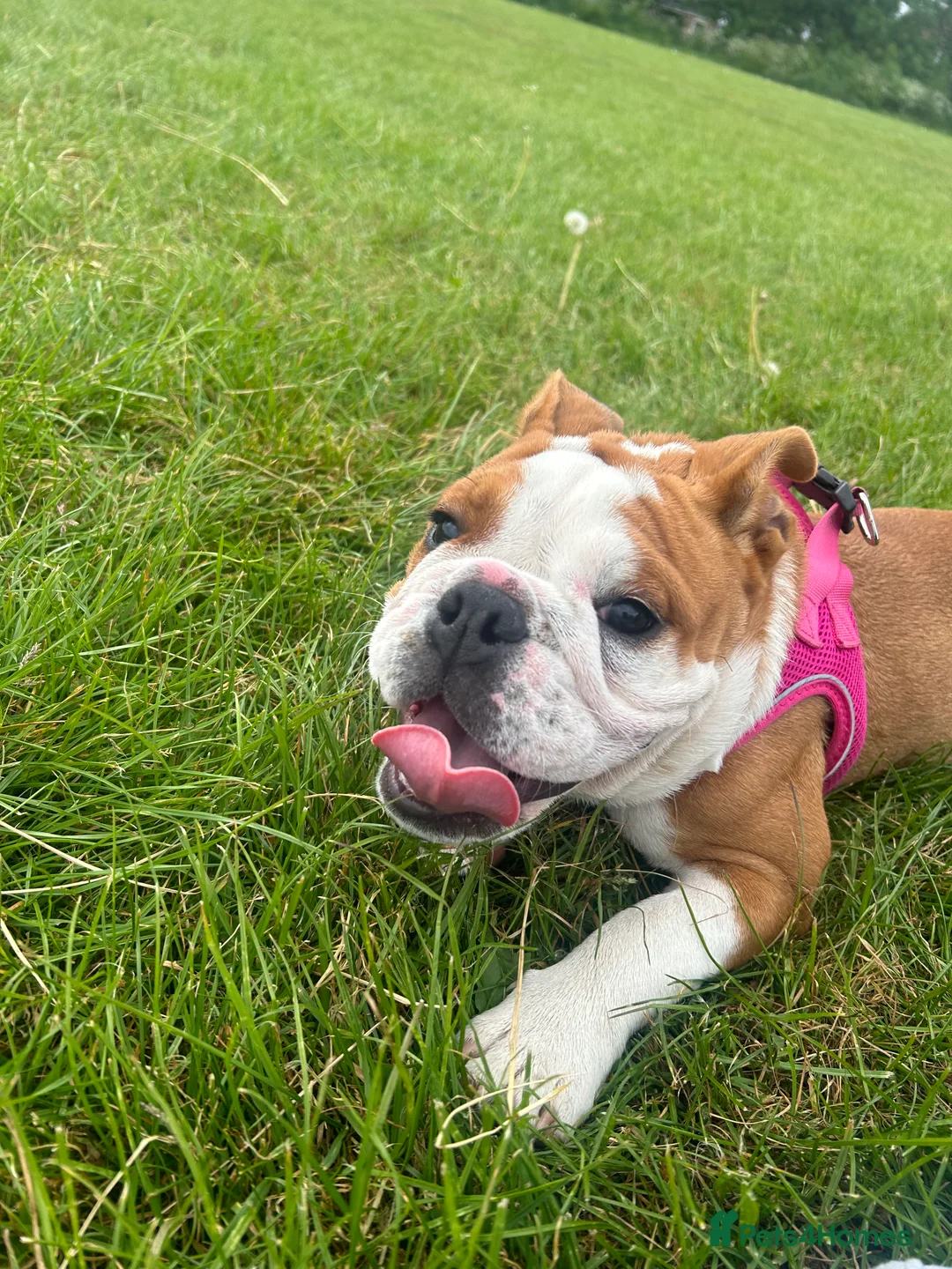 English Bulldog dogs for sale: 1 year old English Bulldog for sale . - Advert 3