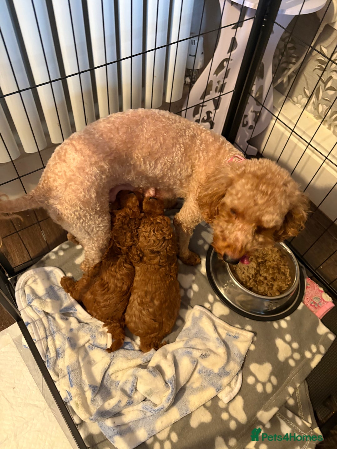 Toy Poodle dogs for sale: Tiny Toy Poodle - Advert 1