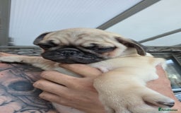 Pug dogs for sale: Update 22/7/25 SILVER AND APRICOT PUPPIES  - Image 24