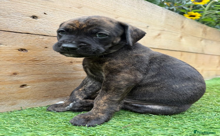 Mixed Breed dogs - Advert 5