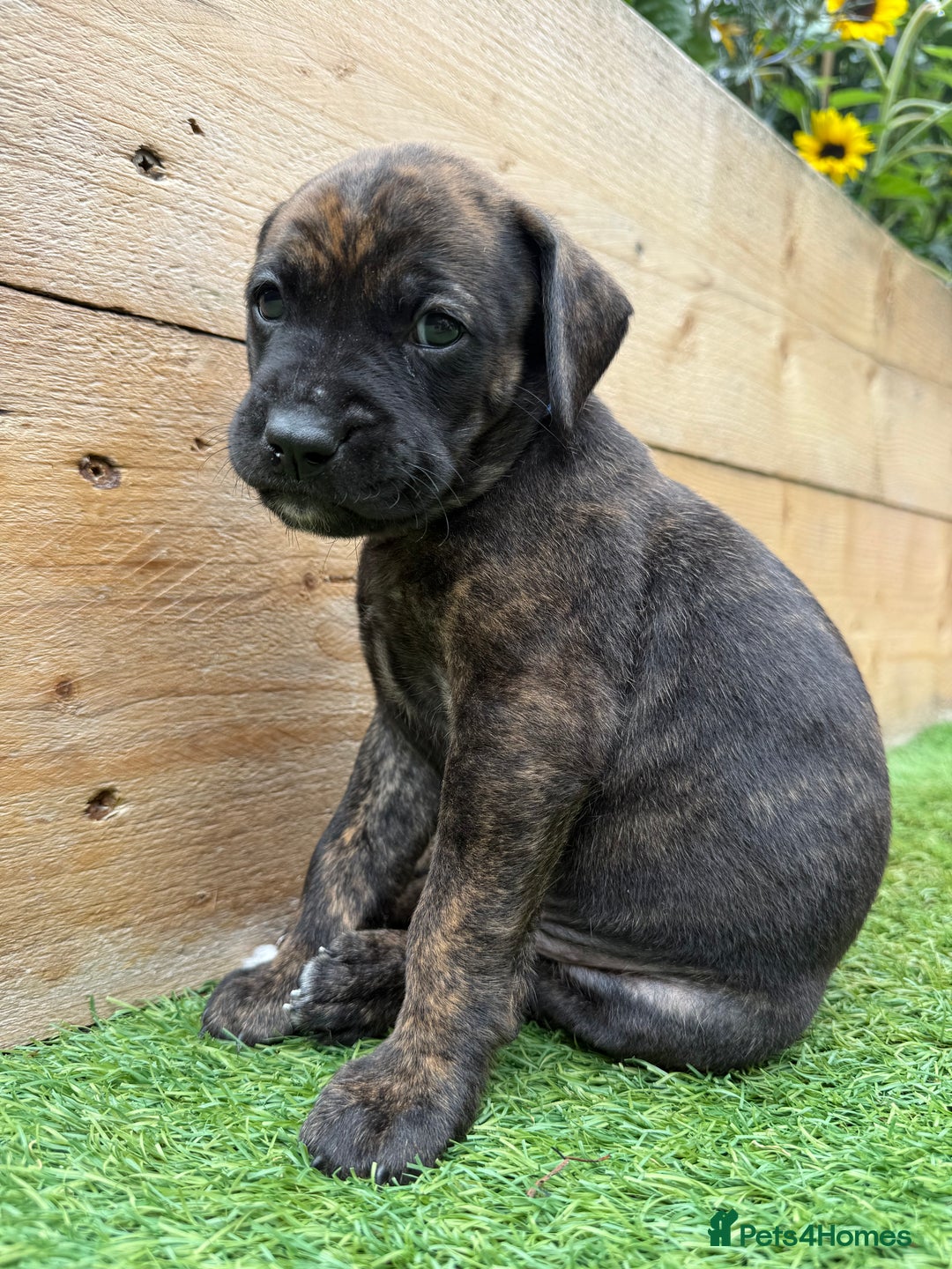 Mixed Breed dogs for sale: Male Labrador X puppy  - Image 1