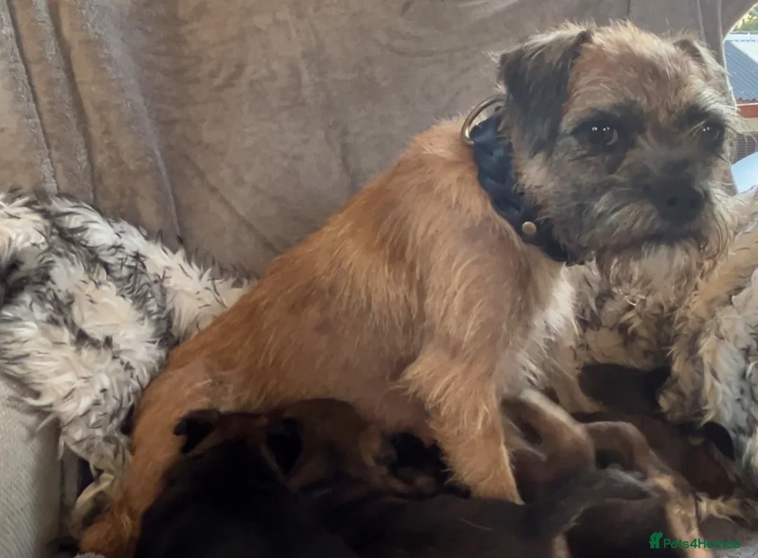 Border Terrier dogs for sale: SLEM Clear - 1M & 1F Border terrier pups - Advert 1