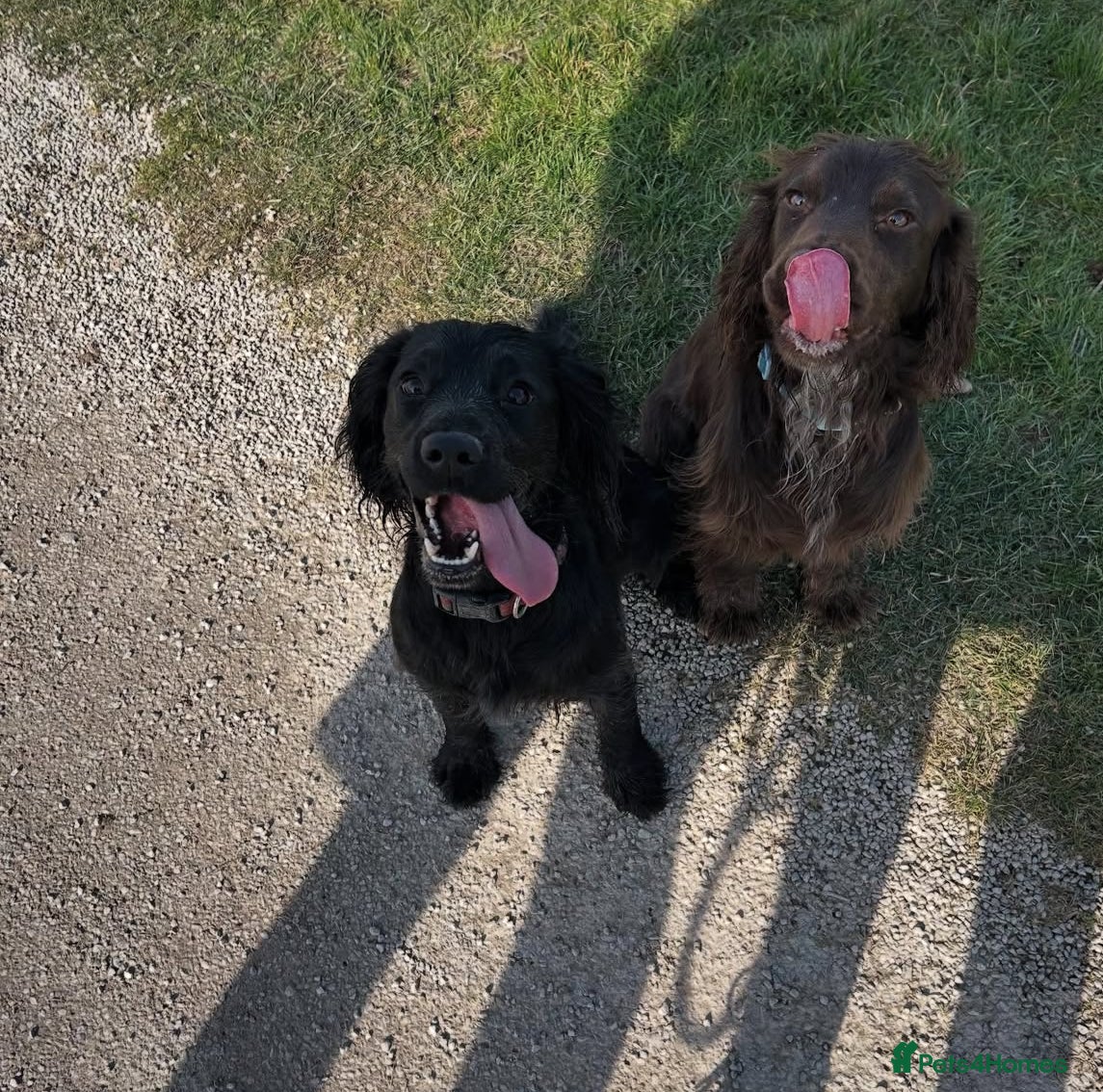 Sprocker dogs Sprocker Puppies - Advert 5