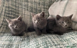 Mixed Breed cats for sale: 3 grey beautiful kittens  - Image 5