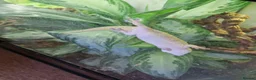 Gecko reptiles for sale: Koch's Day Gecko.  - Advert 2