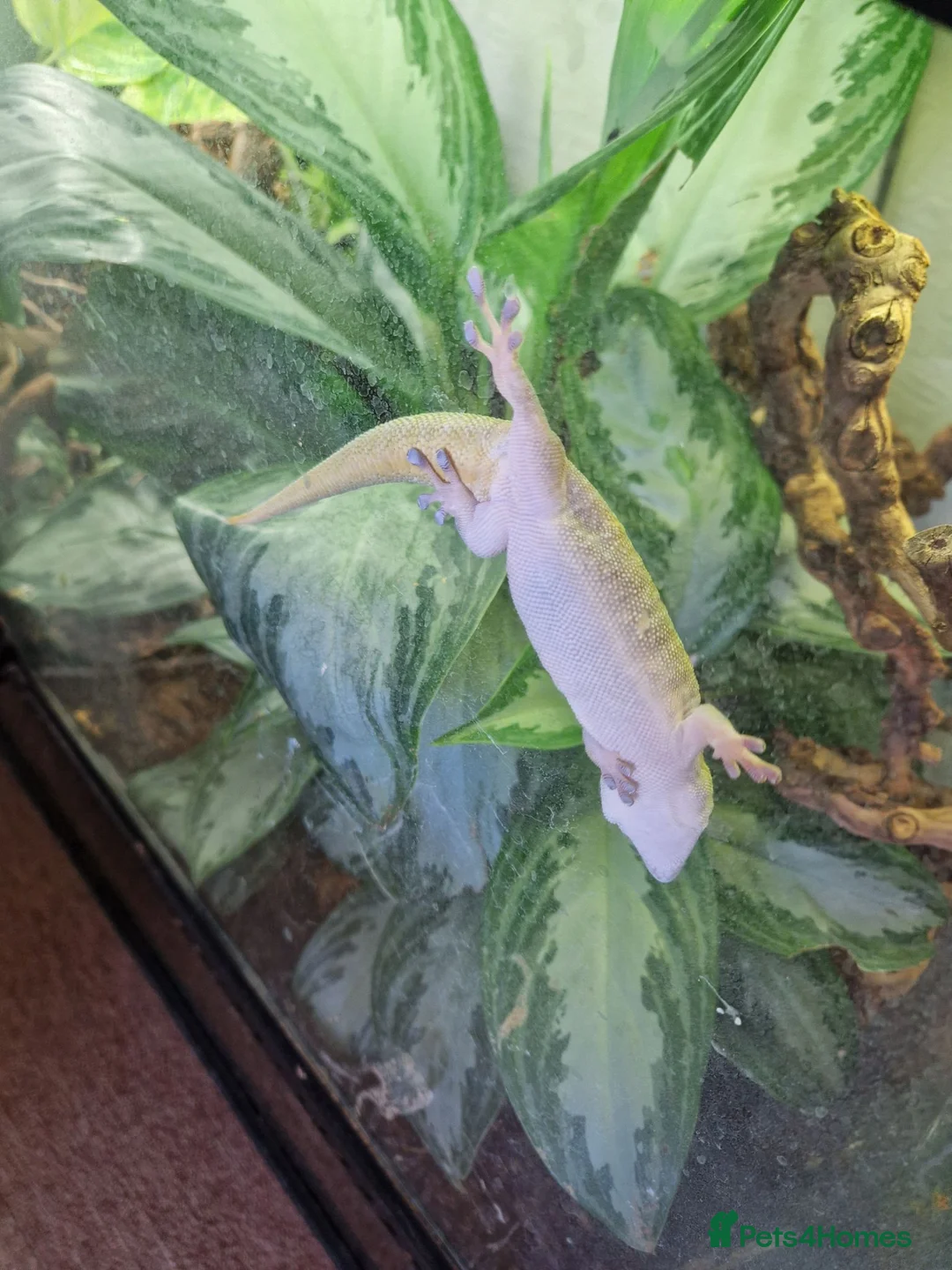 Gecko reptiles for sale: Koch's Day Gecko.  - Advert 2