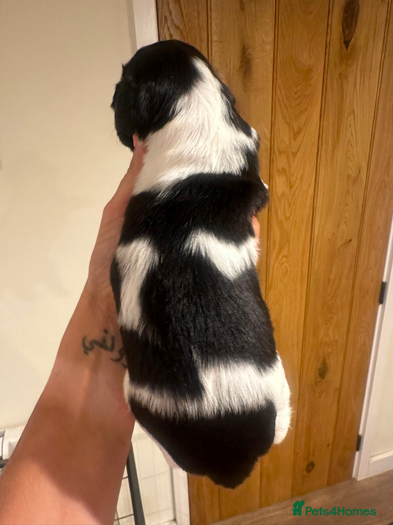 English Springer Spaniel dogs Gorgeous KC Reg Springer Spaniel Pups  - Advert 13