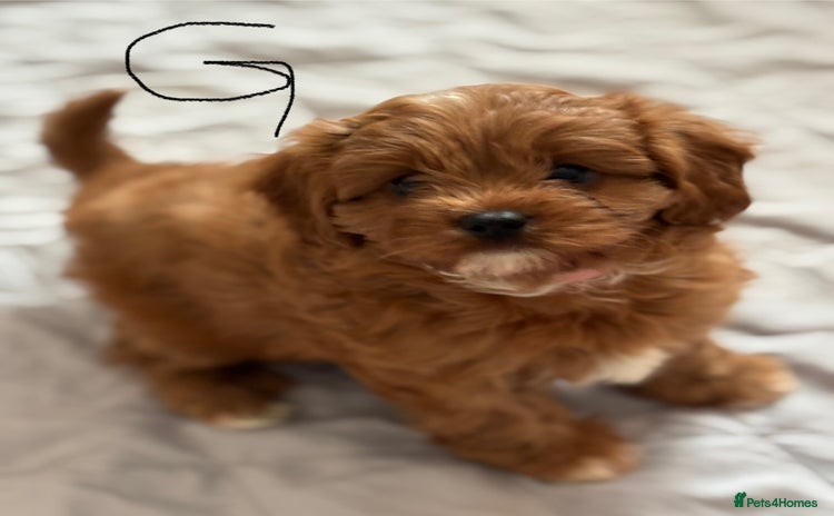 Cavapoo dogs - Advert 15