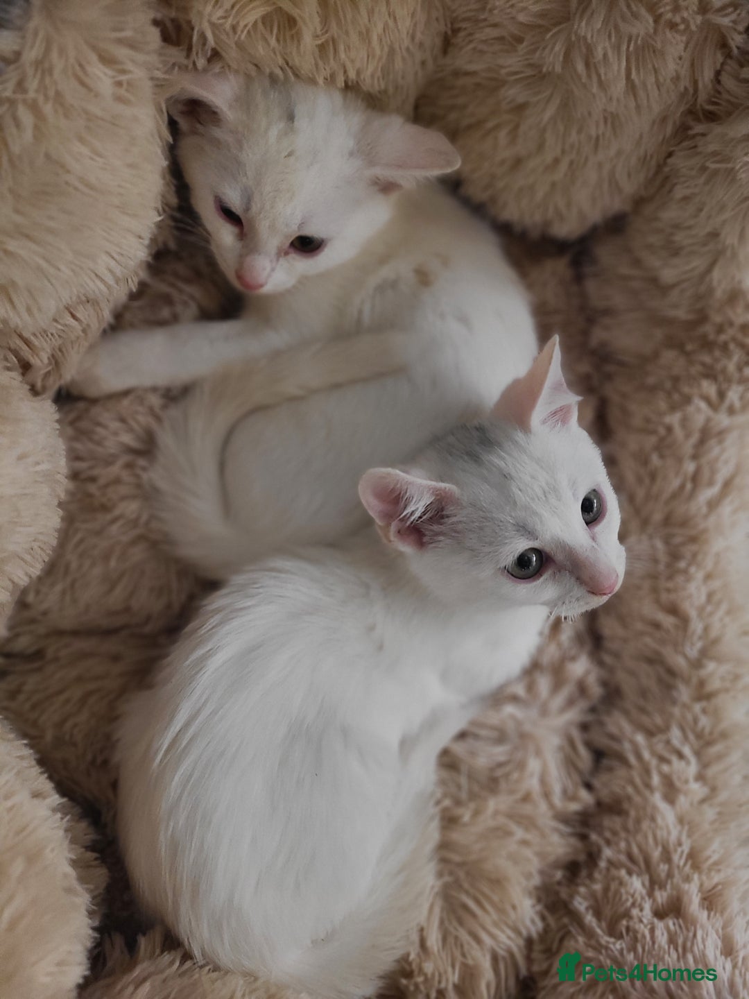 Mixed Breed cats for sale: Bengal x bsh kittens  - Advert 3