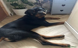 Rottweiler dogs for sale: Beautiful Rottweiler pups  - Image 13