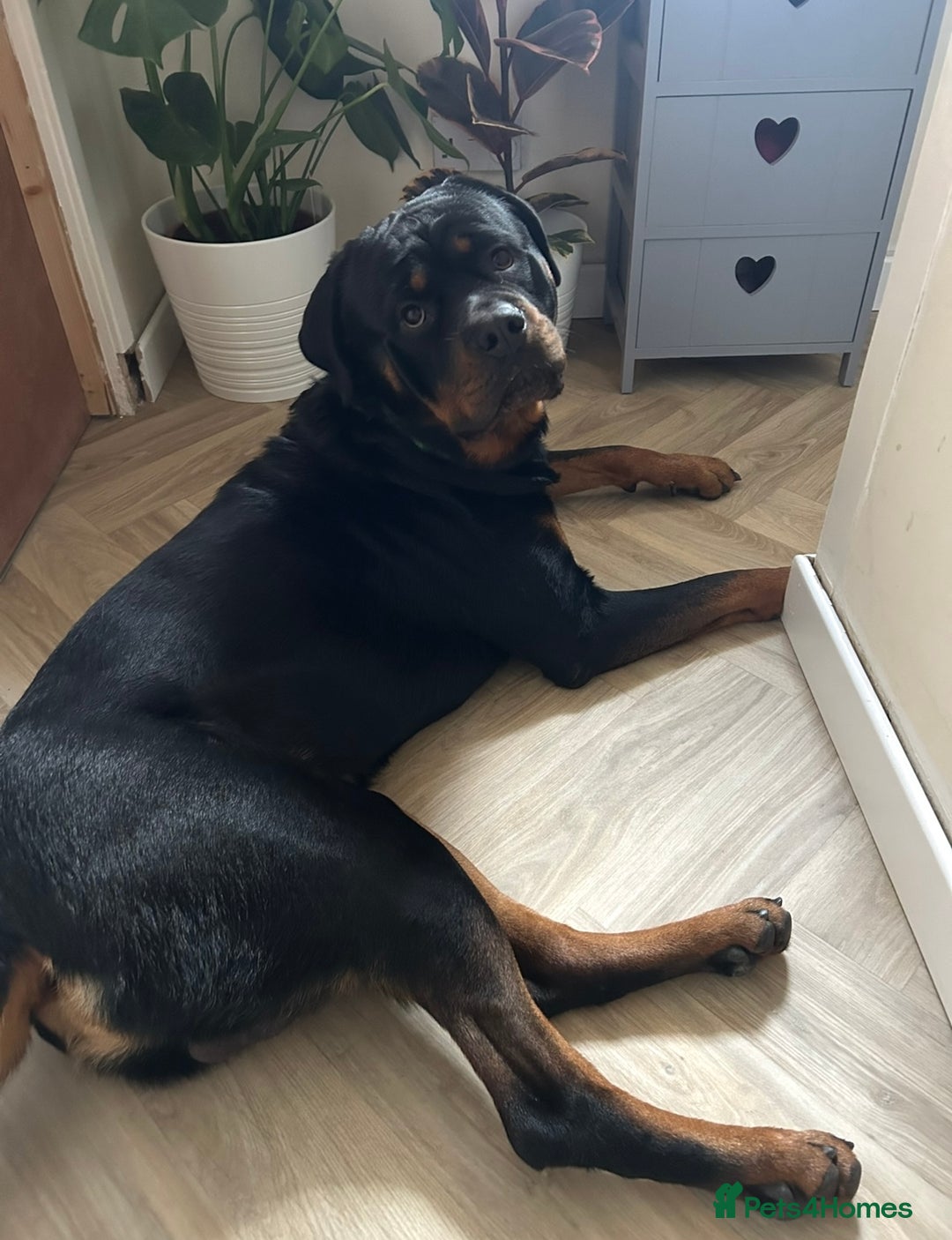 Rottweiler dogs for sale: Beautiful Rottweiler pups  - Image 13