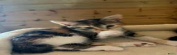 Domestic Shorthair cats for adoption: Riri - semi-long hair female 11 weeks old in Kingswinford - Advert 3