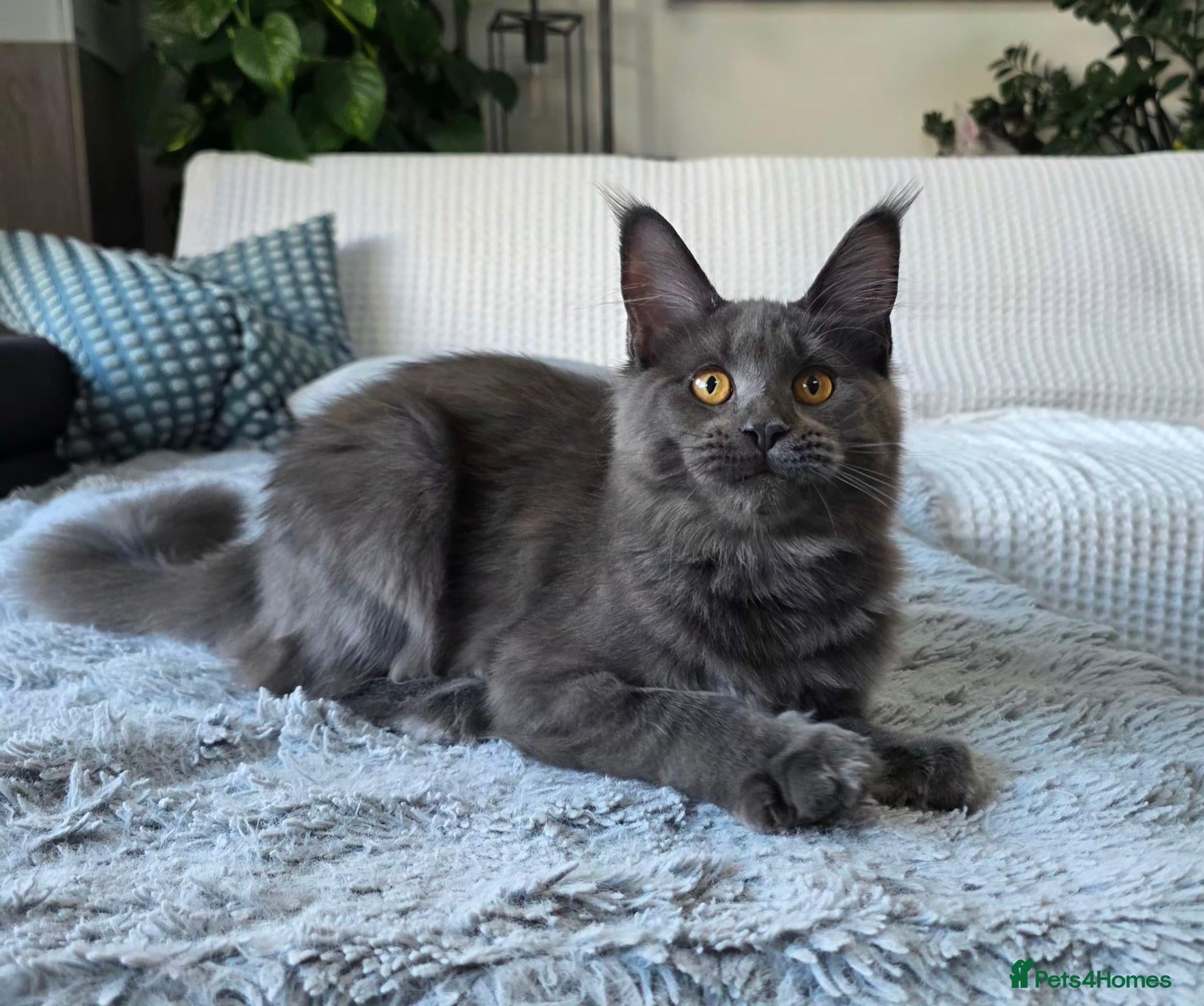 Maine Coon cats Pedigree Maine Coon Girls–Ready for Forever Homes - Advert 7