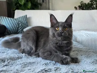 Maine Coon cats Pedigree Maine Coon Girls–Ready for Forever Homes - Advert 7