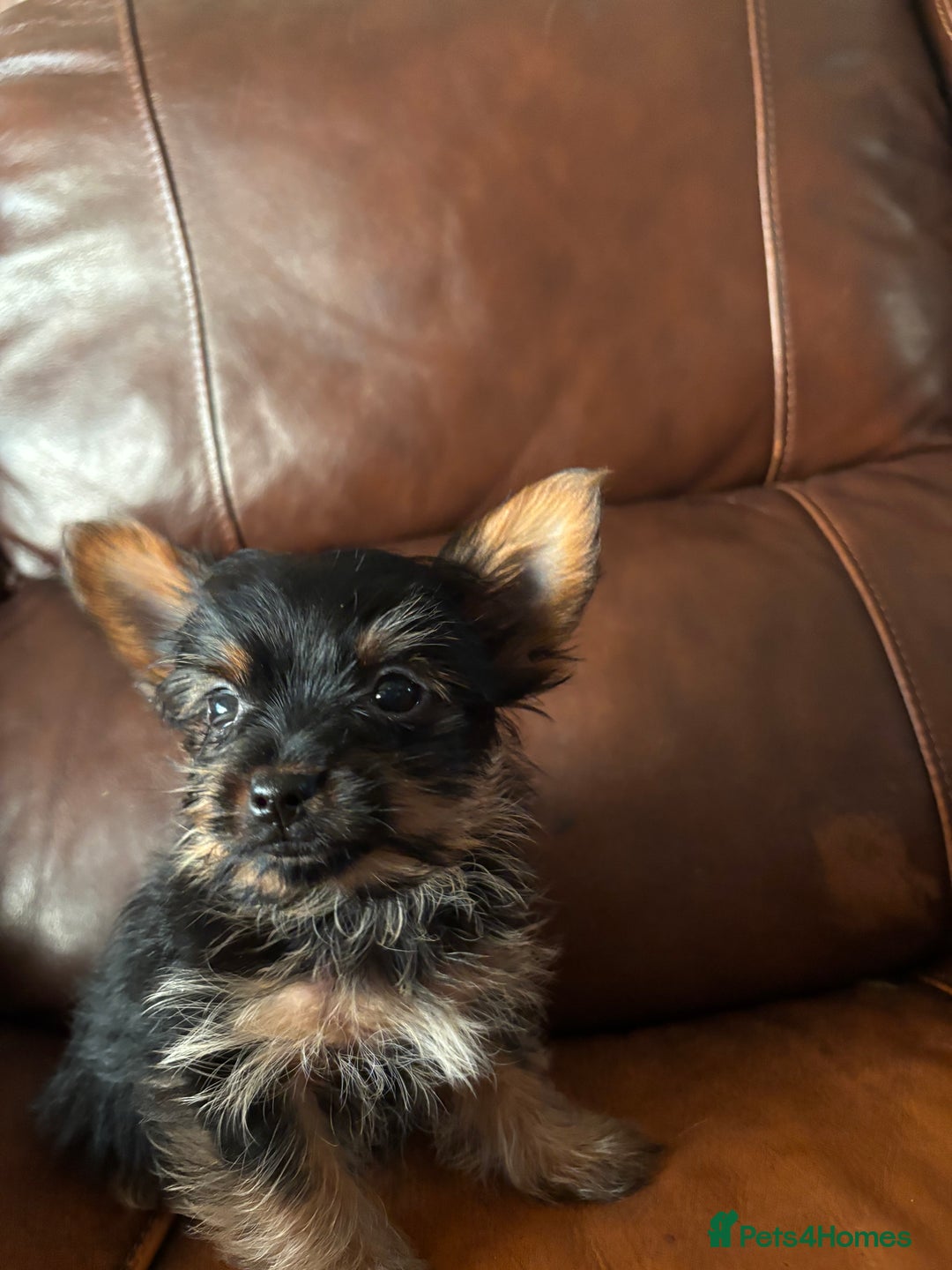 Yorkshire Terrier dogs for sale: Stunning miniature Yorkshire terrier puppies - Advert 10