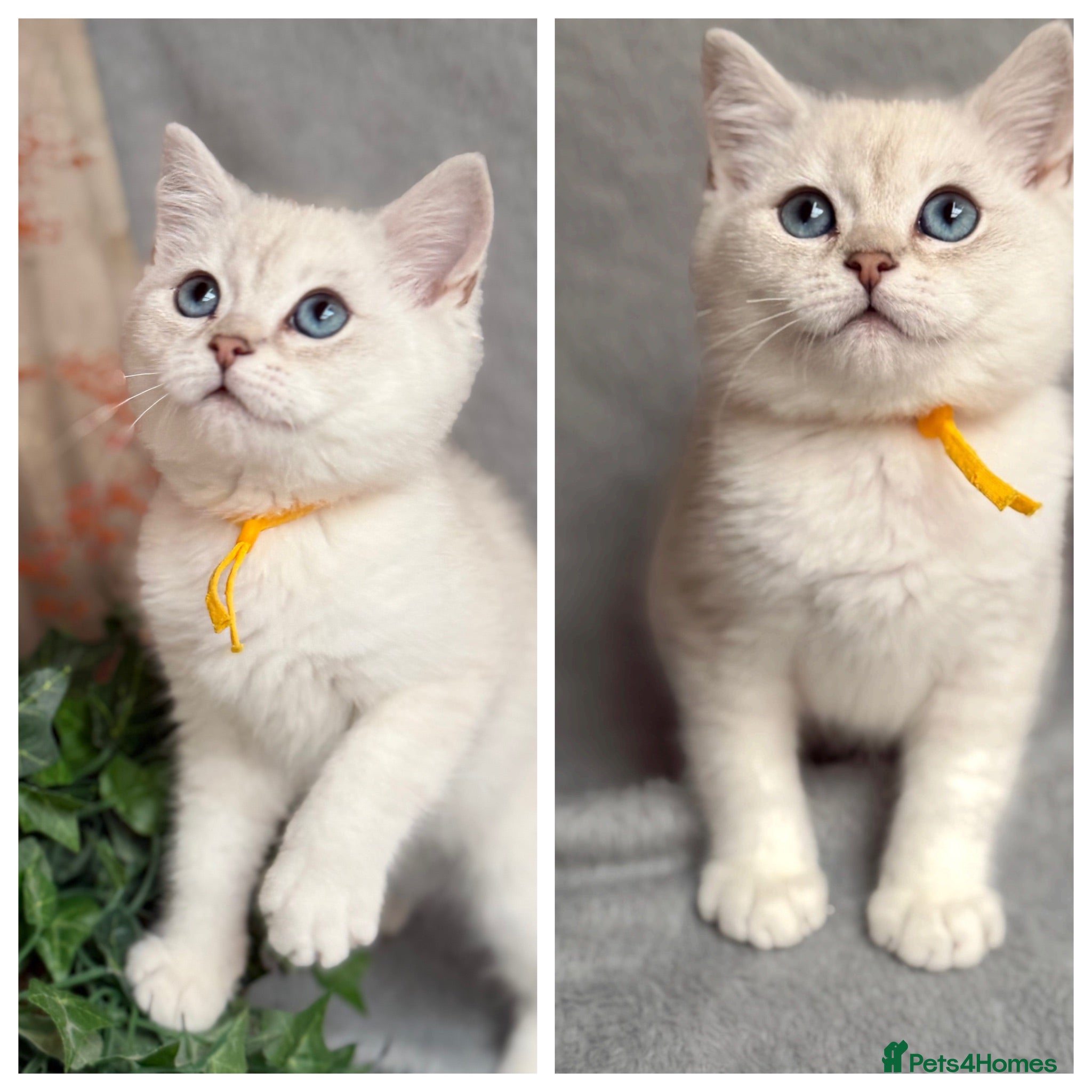 British Shorthair cats British shorthair golden point Kittens TICA - Advert 16