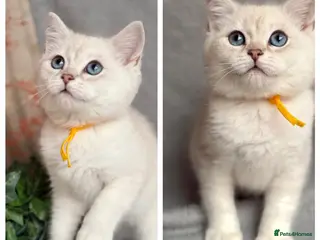 British Shorthair cats British shorthair golden point Kittens TICA - Advert 16
