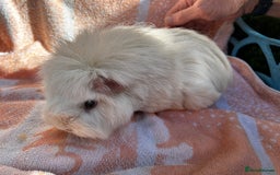 Guinea Pig rodents for sale: Gorgeous Girls  - Image 2