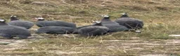 Guinea Fowl poultry for sale: Guinea Fowl - Advert 7