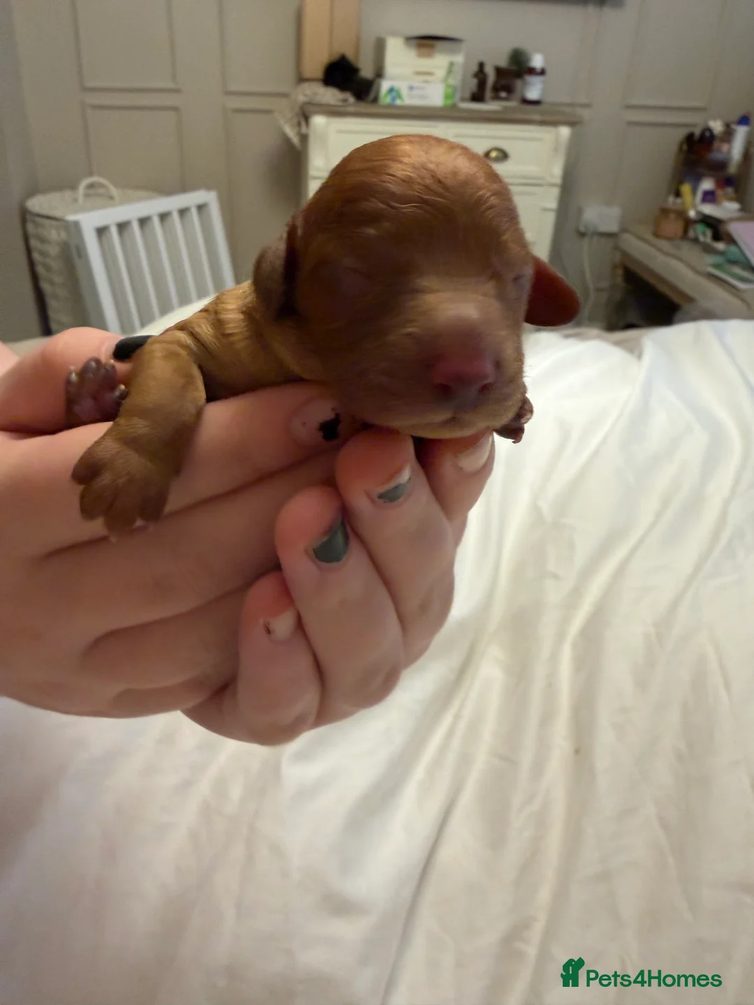 Cavapoo dogs for sale:  EXTRA TINY & CURLY female F2 toy cavapoo puppies - Advert 8