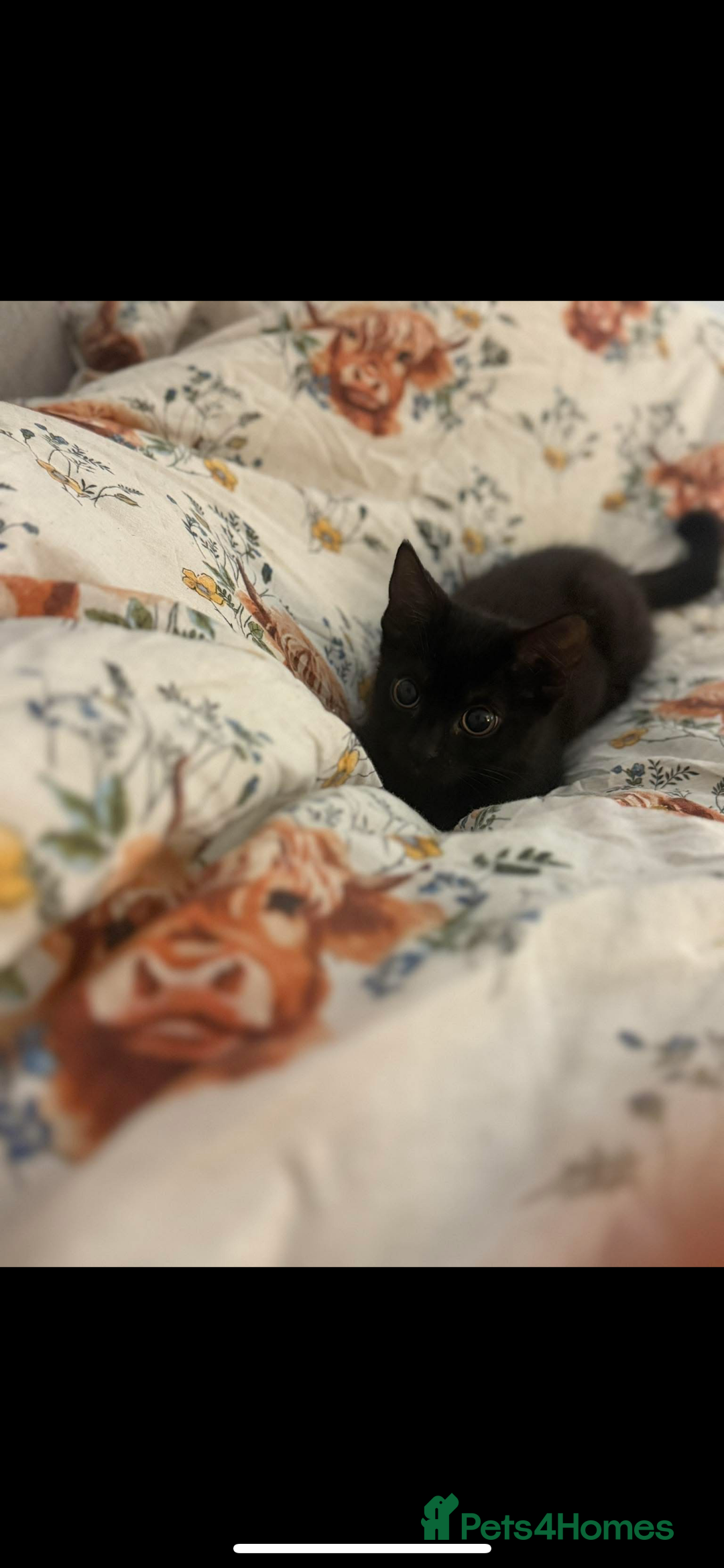 Mixed Breed cats for sale: Salem  - Image 4