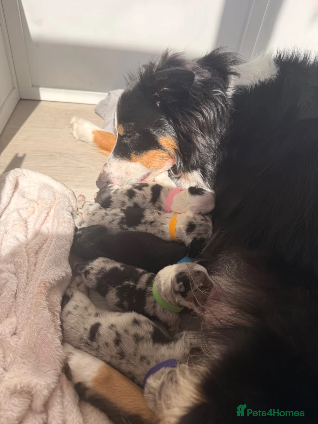 Border Collie dogs for sale: Blue Merle Tri Border Collie Puppies - Advert 16