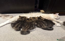 Siberian cats for sale: Champion line Kittens  - Image 6