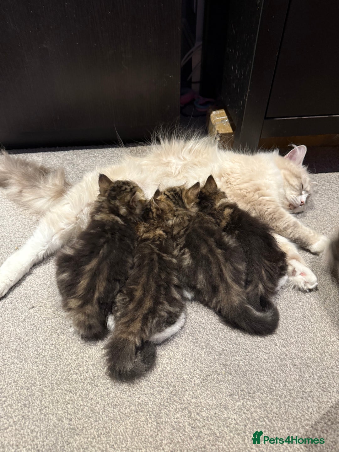 Siberian cats for sale: Champion line Kittens  - Image 6