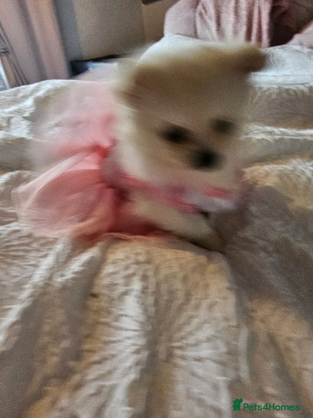 Pomchi dogs for sale: Stunning fluffy babys ready now  - Image 8