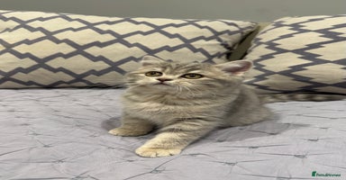 Scottish Fold cats Pedigree Scottish fold and straight kittens - Advert 4