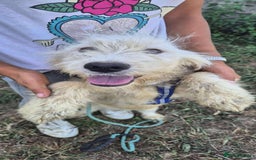 Mixed Breed dogs for adoption: Meet Petey, currently residing in Essex - Image 13