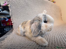 Mini Lop rabbits - Advert 4