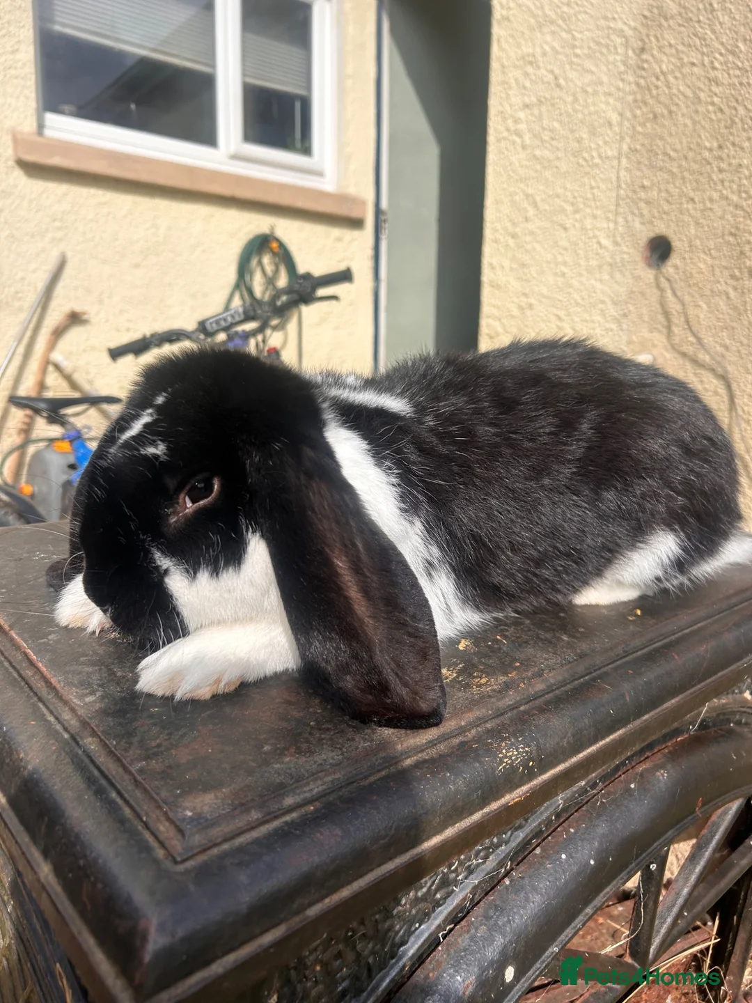 French Lop rabbits for sale: French lop  in Fishguard - Advert 2
